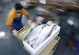 salmon go to market