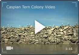 launch tern video