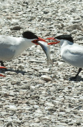 terns feeding