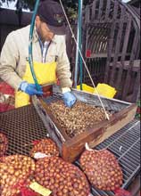 Man running hands over hazelnuts in a bin.