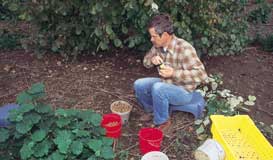 Man sitting on stool surrounded by buckets of hazelnuts.