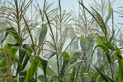 Irrigating corn. Photo by Lynn Ketchum.