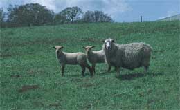 A female sheep with two lambs in a meadow.