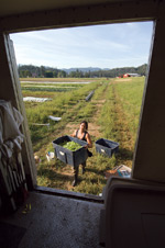 harvesting photo by Lynn Ketchum