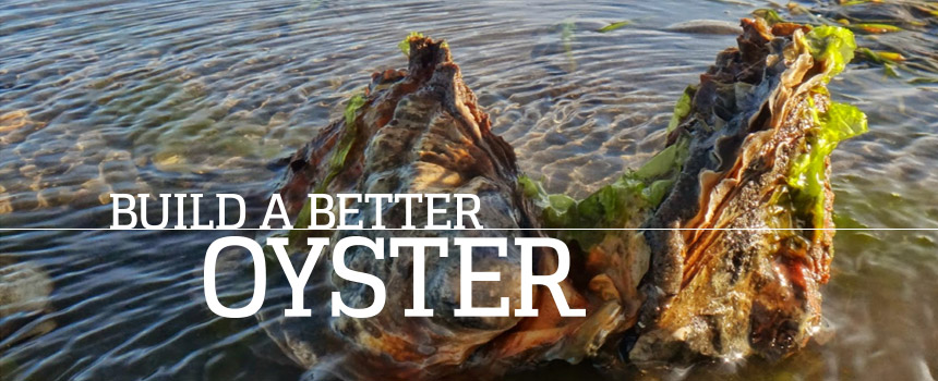 Build a Better Oyster