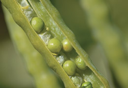 canola seed in pod