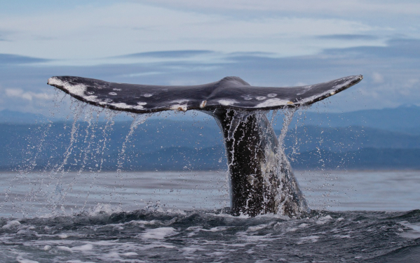 whale's tail
