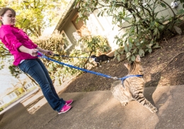 cat on leash