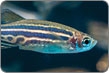 Zebrafish